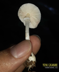 Agaricales