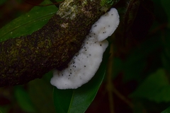 Polyporaceae