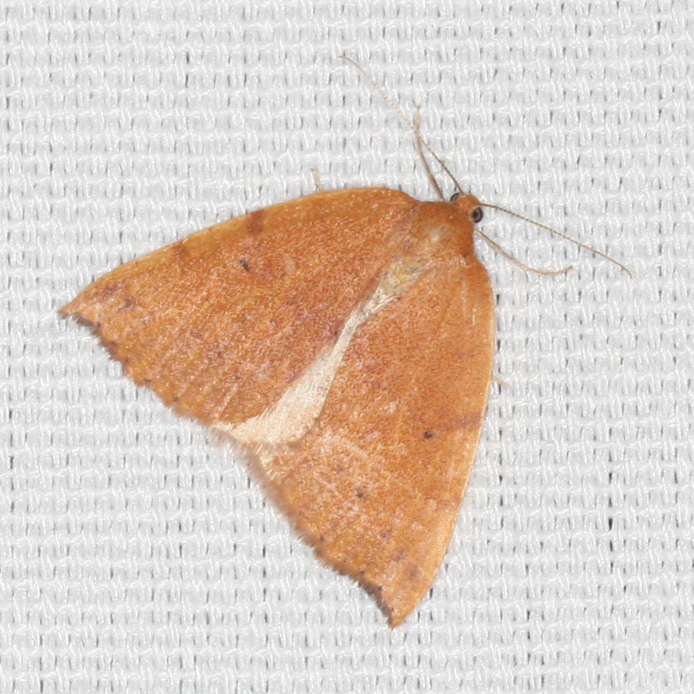 Drepanulatrix falcataria