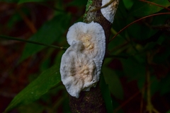 Polyporaceae