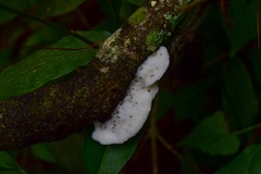 Polyporaceae