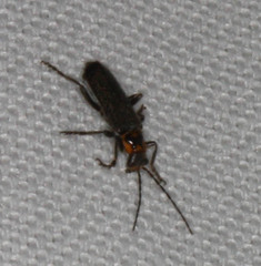 Cyrtomoptera divisa