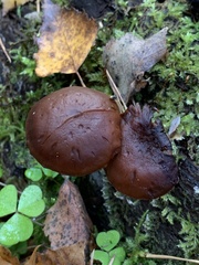 Galerina marginata