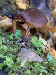 Galerina marginata