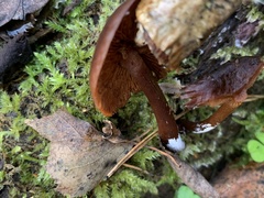 Galerina marginata