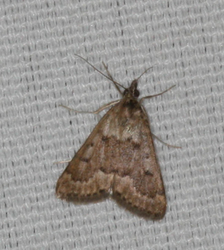 Achyra occidentalis photo 5