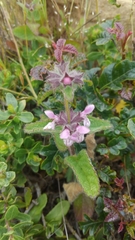 Stachys rigida