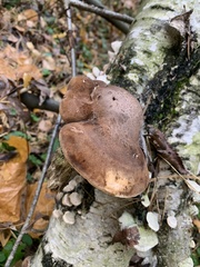 Fomitopsis betulina