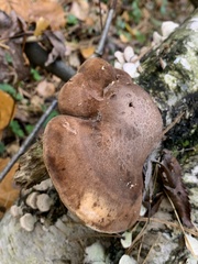 Fomitopsis betulina