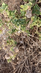 Pseudodictamnus hirsutus