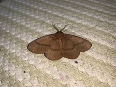 Phyllalia thunbergii
