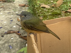 Mionectes rufiventris