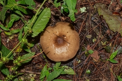 Fungi