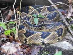 Crotalus totonacus