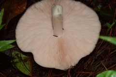 Fungi