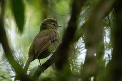 Schiffornis virescens