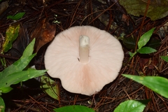 Fungi
