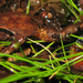 Sphagnum Frog - Photo (c) LiquidGhoul, some rights reserved (CC BY-SA)