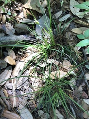 Carex planostachys