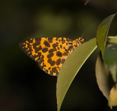 Epobeidia tigrata tigrata