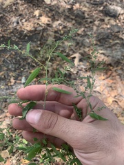 Chenopodium pallescens