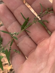 Chenopodium pallescens