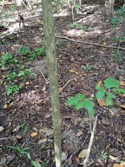 Roseodendron donnell-smithii