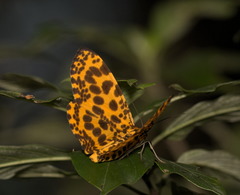 Epobeidia tigrata tigrata