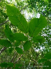Roseodendron donnell-smithii