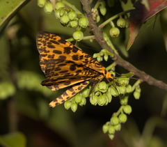 Epobeidia tigrata tigrata