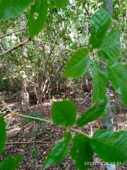 Roseodendron donnell-smithii