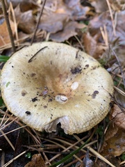 Russula cerolens