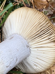 Russula cerolens