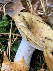 Russula cerolens