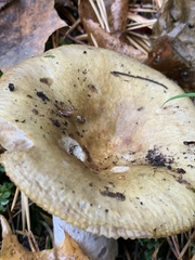 Russula cerolens