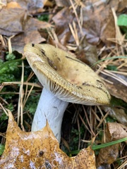 Russula cerolens