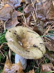 Russula cerolens