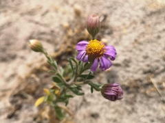 Amellus asteroides