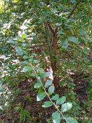 Achatocarpus oaxacanus