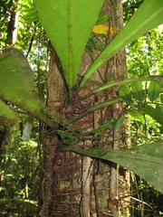 Philodendron linnaei