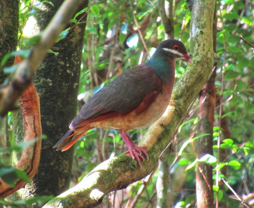 Bridled Quail-Dove