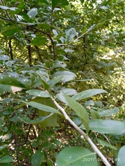 Achatocarpus oaxacanus