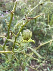Physalis angulata