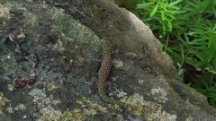 Sphaerodactylus