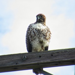 Buteo jamaicensis