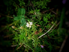 Galianthe bogotensis