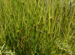 Carex sychnocephala
