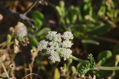 Dasispermum