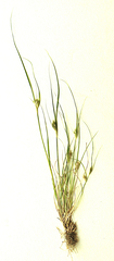 Carex sychnocephala