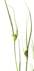 Carex sychnocephala